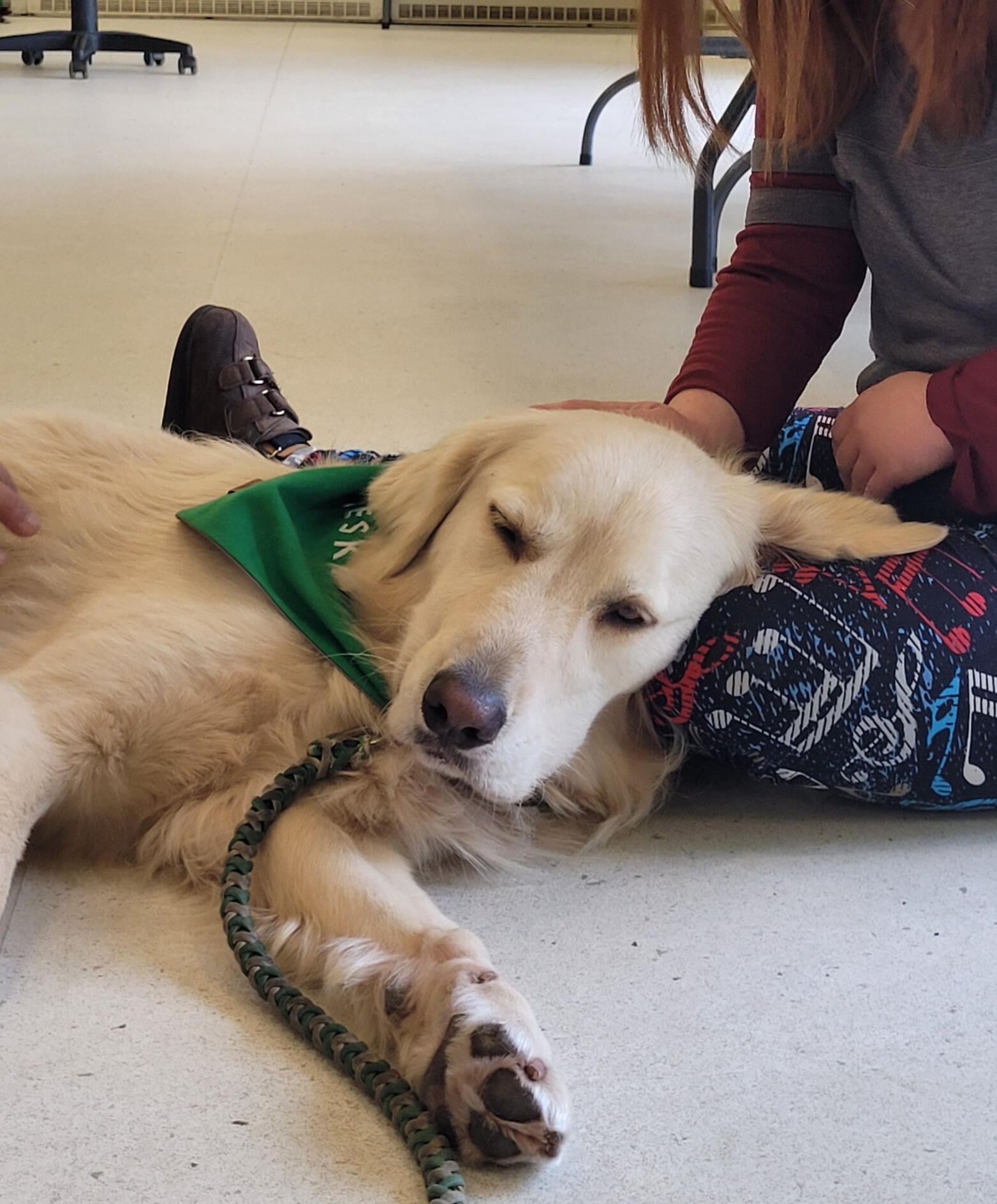Atelier de zoothérapie avec un chien partenaire ZooSynergie.